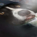 Fan - Custom Framed Pet Portrait